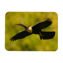 anhinga in flight rectangle magnet