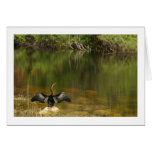 Anhinga in the Everglades - Business Card