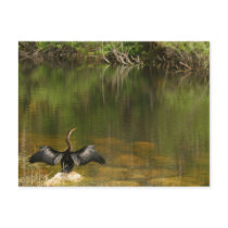 Anhinga in the Everglades - Business Card Post Cards