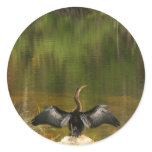 Anhinga in the Everglades - Business Card Round Sticker