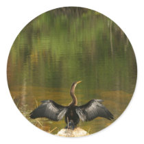 Anhinga in the Everglades - Business Card Round Sticker