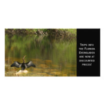 Anhinga in the Everglades Photocard Photo Card Template