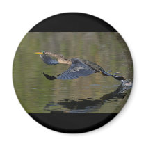 anhinga magnets