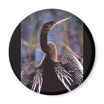 anhinga refrigerator magnet