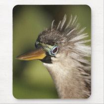 Anhinga Mouse Mats