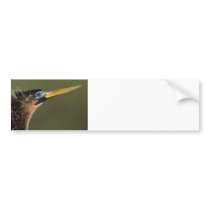 Anhinga Portrait Bumper Sticker