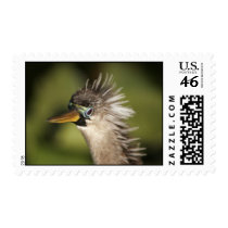Anhinga Stamp