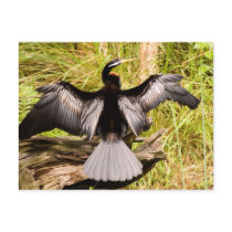 Anhinga Post Card