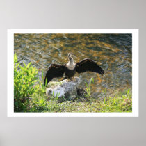 Anhinga Print