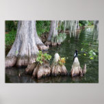 Anhinga posters