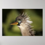 Anhinga posters