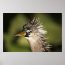 Anhinga Posters