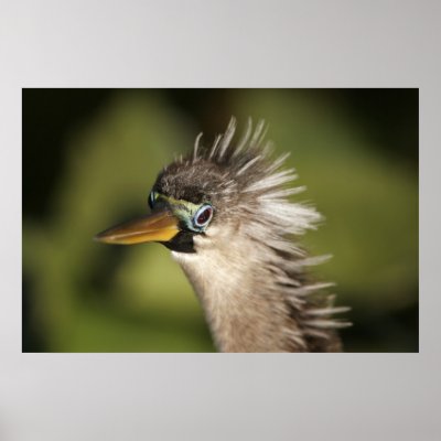 Anhinga Posters by wildlifezoo