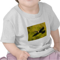anhinga shirts