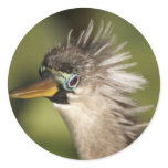 Anhinga Round Stickers