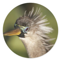 Anhinga Round Stickers