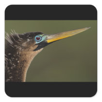 anhinga sticker