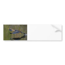 Anhinga Takeoff Bumper Stickers
