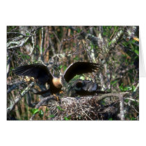 Anhingas, pair at nest cards