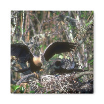 Anhingas, pair at nest refrigerator magnets