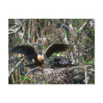 Anhingas, pair at nest post card