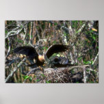 Anhingas, pair at nest posters