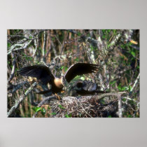 Anhingas, pair at nest posters