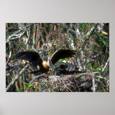 Anhingas, pair at nest posters by lolanimals