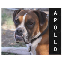 Animal Actors Comp Card Headshot Custom Flyer