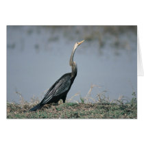 Animal-Anhinga Cards