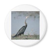 Animal-Anhinga Magnet