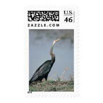 Animal-Anhinga Postage