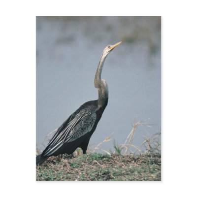 Animal-Anhinga Post Cards by junglewalkcom