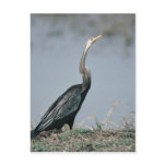 Animal-Anhinga Post Cards