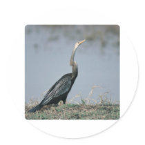 Animal-Anhinga Stickers