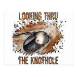 Animal Art Goat Picture Angora Goat Post Card