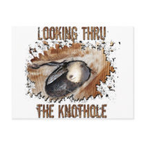 Animal Art Goat Picture Angora Goat Post Card