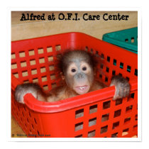 Animal Baby Alfred posters by Rebecca_Reeder Animal Baby Alfred posters