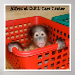 Animal Baby Alfred Poster
