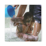Animal Baby Bath Day Magnets