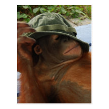 Animal Baby Nap Time Post Card