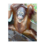 Animal Baby Potty Accident Postcards