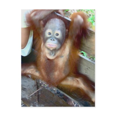 Animal Baby Potty Accident Postcards by Rebecca_Reeder