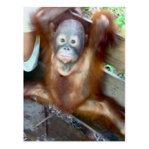 Animal Baby Potty Accident Postcards