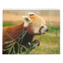 Animal Calenders 20 Wall Calendars