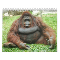 Animal Calenders 24 Wall Calendar