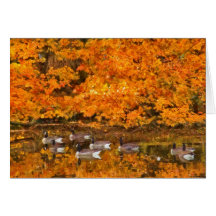 Animal - Canadian Geese Card