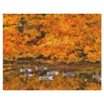 Animal - Canadian Geese flyers