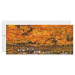 Animal - Canadian Geese rack cards