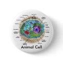Animal Cell button